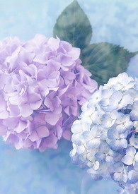 少爷与秘书漫画免费阅读